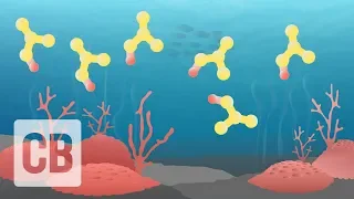 How does ocean acidification affect coral reefs?