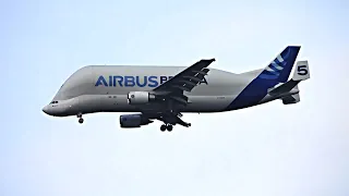 Airbus Beluga Plane Flying Over Chester Zoo