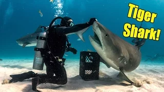 Wrestling Tiger Sharks? (or becoming the shark whisperer)