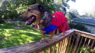 Batdog V Superdog  Dogs of Justice (BATMAN VS SUPERMAN PARODY)