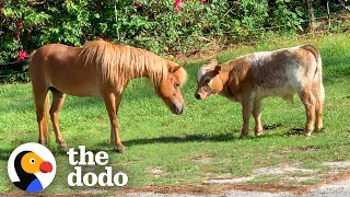 Baby Cow Struggles To Find Friends Until... | The Dodo