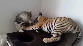 Tiger cub playing with a house cat!