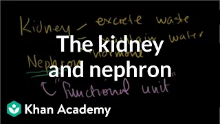 The kidney and nephron | Renal system physiology | NCLEX-RN | Khan Academy