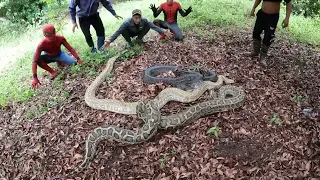 Brave Spider-Man Team Confronts 3 Giant Python