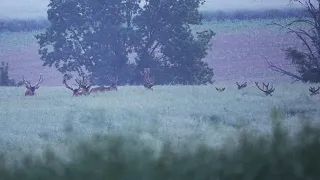 rzepakowe szaleństwo, jelenie na polu - rapeseed field summer madness red stags