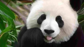 AWW!!So cute Baby Pandas Playing Videos compilation 2021 🐼😍 ||Funny baby pandas || SHAKE A PAW