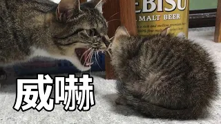 瀕死の子猫、先住猫の対面威嚇を受ける！生きることは時には厳しい！＃リマスター＃ののTV＃瀕死の子猫