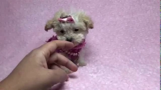 “Itty Bitty” - Tiniest Micro Teacup Maltipoo Puppy EVER!