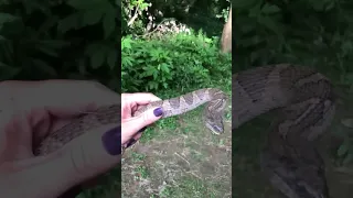 A Water Snake Takes a  Nice Bite  of a Girls Hand #viral #viralvideo #shorts #viralshorts