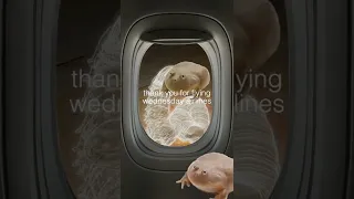 it is wednesday my dudes 2022-05-04 wednesday airlines