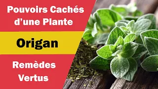 Origan : Bienfaits Magiques et Utilisations Extraordinaires