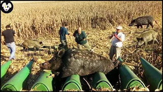 How Farmers And Hunters Deal With Millions Of Wild Boars Attacking Corn Fields