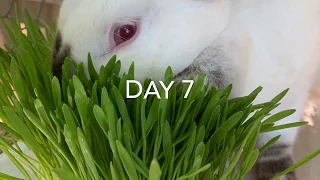 Small Scale Fodder System For Rabbits