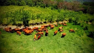 Cómo Construir una Empresa Ganadera Rentable - TvAgro por Juan Gonzalo Angel