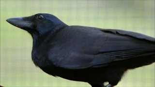 Are Crows the Ultimate Problem Solvers? | Inside the Animal Mind | BBC Earth