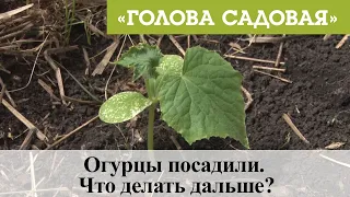 Голова садовая - Огурцы посадили. Что делать дальше?