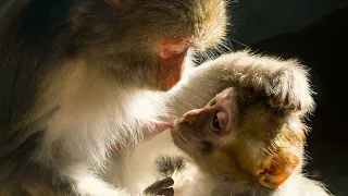 kiki baby monkey enjoying mother feed and kudo animal kiki eating bread Beez tricks and travel