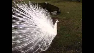 Amazing Albino Peacock #shorts