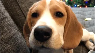 Seven cutest sounds a beagle makes