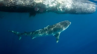 Sperm whale and shark encounter at Coffs Harbour July 2015 - watch in HD!