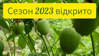 Маракуйя Північна (Северная) висадка у відкритий грунт 2023 рік.  Як перезимувала.