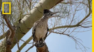 Snake vs. Roadrunner Face-off | National Geographic