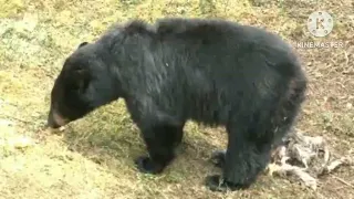 BEAR KILL SHOTS COMPILATION