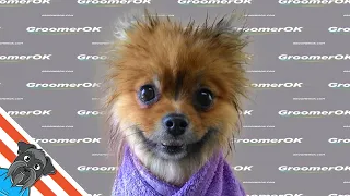 Pomeranian grooming tutorial