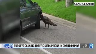 Turkeys cause traffic delays at Grand Rapids intersection