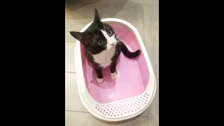 Автоматический кошачий туалет. Экономика.