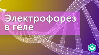 Электрофорез в геле (видео 3) | Генная инженерия |Молекулярная генетика