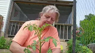 Can you have too many tomatoes? #gardening#growyourown #tomatoes