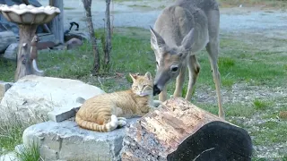 Bonjour ! When your cat brings home a friend 🤣