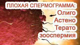 Плохая спермограмма: ОлигоАстеноТератозооспермия – ОАТ-синдром / Доктор Черепанов