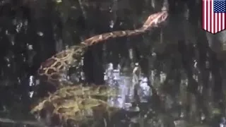 Python vs Alligator: video shows massive snake suffocate and drown gator in Florida - TomoNews