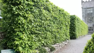 A focus on Hornbeam hedging: All you need to know about Carpinus betulus