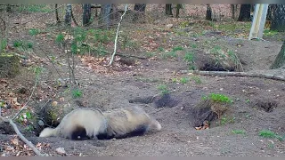 Sekretne życie borsuków z Nadleśnictwa Młynary