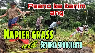 Forage and Grasses | Planting Napier Grass and Setaria sphacelata