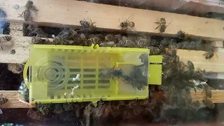 Ana arının qəbul olunmasını necə bilmək olur.