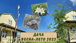 ДАЧНЫЕ НОВОСТИ: весна-лето 2023