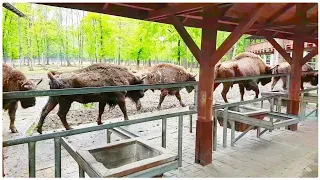 Pokazowa Zagroda Żubrów, Pszczyna, Polska