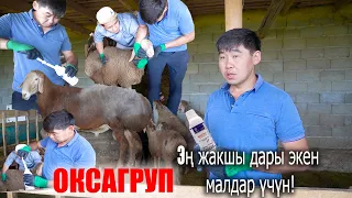 Малдын боор (ФАСЦИОЛЕЗ) курттун жок кылуучу препарат ОКСАГРУП !! #Агроветазия #Агрохимия #0552180305