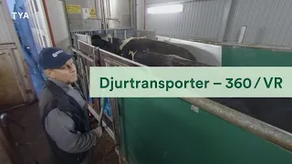 Så går en djurtransport till – 360 video