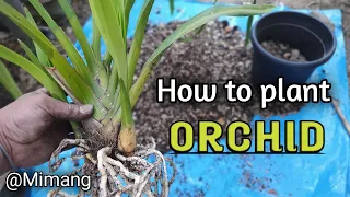How To Plant Orchid / Mimang Vlog //