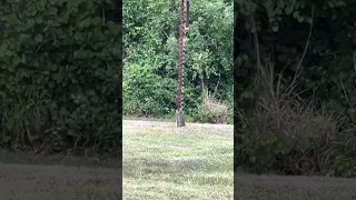 Squirrel vs Slinky…STOP SQUIRRELS FROM GETTING IN THE BIRDFOOD ASAP