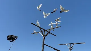 Голуби Салеха. г Махачкала. Подъём голубей!!! Pigeons Salih. city ​​of Makhachkala. dove rise!!!