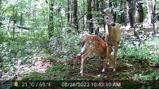 Whitetail fawn nursing VT part 2