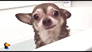 AWKWARD Chihuahua Dog Understands The Struggle | The Dodo