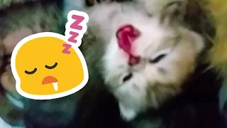Cute kitten sleeping with open mouth