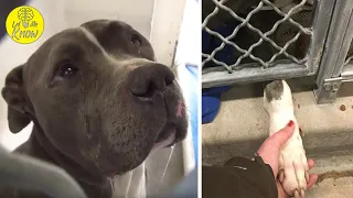 Heartbroken Dog Doesn’t Understand Why His Family Dropped Him At Shelter And Tears Flow From His Eye